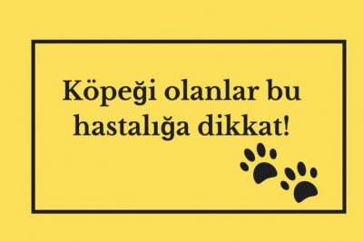 Kist Hidatik hastalığı nedir belirtileri nelerdir? Kist Hidatik teşhisi ve tedavisi