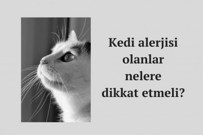 Kedi alerjisi belirtileri nelerdir? Kedi alerjisi teşhisi ve tedavisi